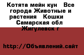 Котята мейн кун - Все города Животные и растения » Кошки   . Самарская обл.,Жигулевск г.